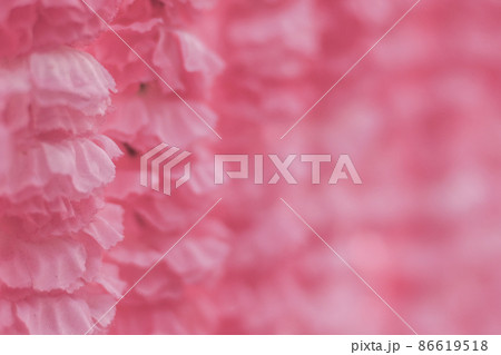 Selective focus Beautiful Pink flowers background . abstract soft sweet pink flower background .Beautiful pink roses flower blossom flower background design floral . valentine's day backgroud Selective focus Beautiful Pink flowers background . abstract soft sweet pink flower background .Beautiful pink roses flower blossom flower background design floral . valentine's day backgroud 86619518