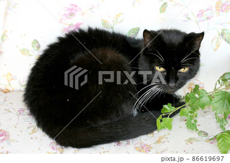 black cat 86619697