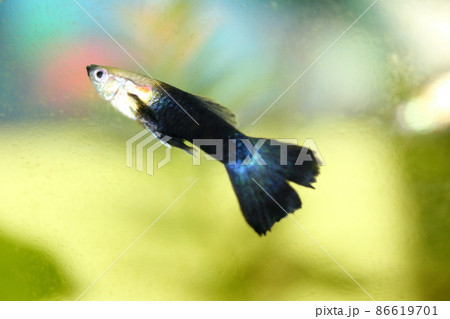 Guppy   (Poecilia reticulata) 86619701