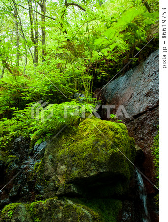 奥匹見峡の渓谷沿いの新緑風景です。岩肌と新緑のコントラストをどうぞ。島根県 86619753