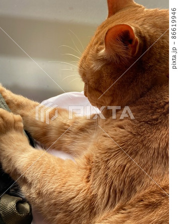 邪魔なものを押すちゃとら柄の猫 邪魔なものを押すちゃとら柄の猫 86619946