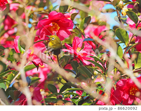 サザンカの花の蜜を吸う白いアイリングの鳥メジロ サザンカの花の蜜を吸う白いアイリングの鳥メジロ 86620092