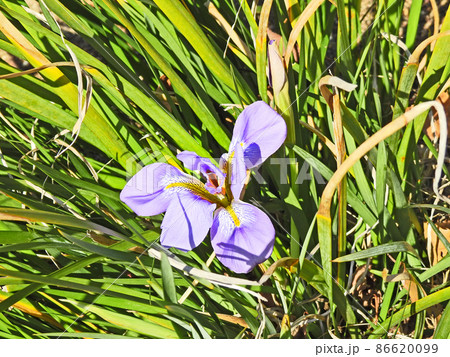 冬に咲く小型のアヤメ薄紫色の寒菖蒲の花 86620099