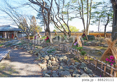 北九州市の白野江植物公園冬の風物詩藁囲いの冬ぼたん 北九州市の白野江植物公園冬の風物詩藁囲いの冬ぼたん 86620111