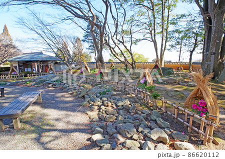 北九州市の白野江植物公園冬の風物詩藁囲いの冬牡丹 86620112