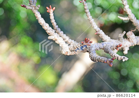 サトザクラ虎の尾開花前のごつごつした枝 サトザクラ虎の尾開花前のごつごつした枝 86620114