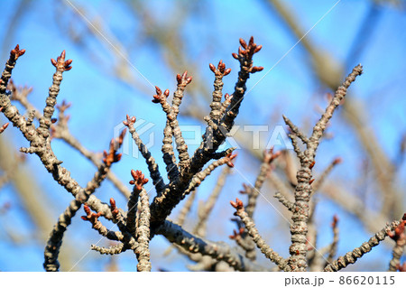 サトザクラの虎の尾開花前のごつごつした枝 サトザクラの虎の尾開花前のごつごつした枝 86620115