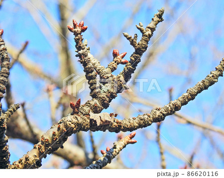 サトザクラ虎の尾開花前のごつごつした枝 86620116