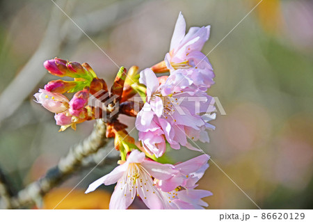 薄紅色のかわいい花里桜のハクサンハタザクラ 86620129