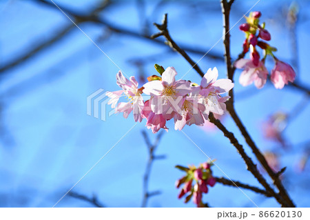 薄紅色のかわいい花里桜のハクサンハタザクラと青空 86620130