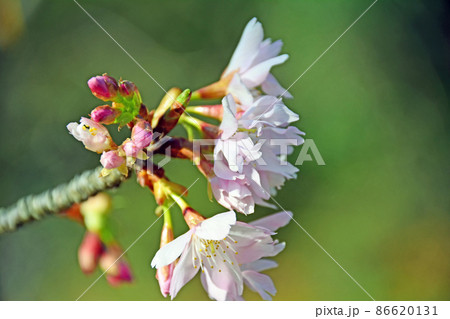 薄紅色のかわいい花里桜のハクサンハタザクラ 86620131