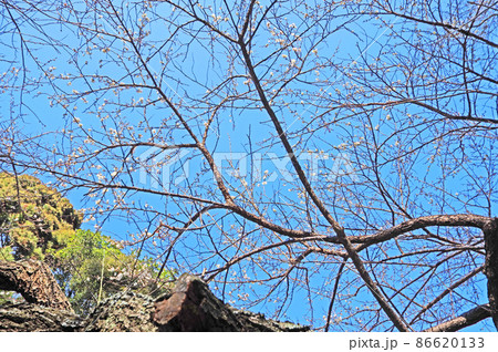 小さな花をつける二季咲きの小福桜と青空 小さな花をつける二季咲きの小福桜と青空 86620133