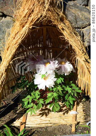 冬の風物詩藁囲いの中で咲く大輪の白い牡丹の花の写真素材 [86620150