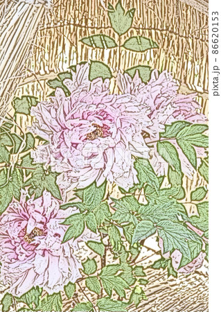 冬の風物詩藁囲いの中で咲く大輪の牡丹の花塗り絵風 冬の風物詩藁囲いの中で咲く大輪の牡丹の花塗り絵風 86620153