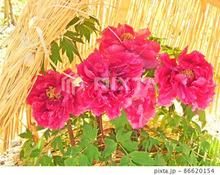 冬の風物詩藁囲いの中で咲く大輪の紅い牡丹の花 86620154