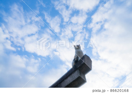 鳥居の上から空を眺める猫 86620168