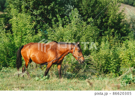 pregnant horse in a green field eating grass 86620305