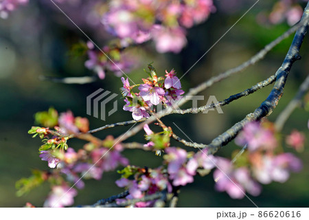 満開の桜　千葉県佐倉市にある佐倉城址公園のサクラ 86620616