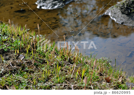 ツクシ　千葉県佐倉市にある佐倉城址公園の堀で撮影 86620995