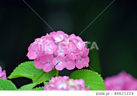 アジサイ 千葉県佐倉市にある佐倉城址公園で撮影 アジサイ 千葉県佐倉市にある佐倉城址公園で撮影 86621229