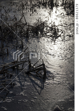 frozen grass on the lake in winter 86621379