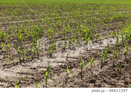green young corn on an agricultural field in the spring season 86621397