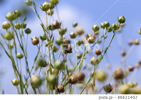 an agricultural field with flax plants 86621402