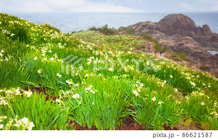 唐音の蛇岩と唐音水仙公園の風景です。日本海に面した山腹の公園です。島根県 86621587