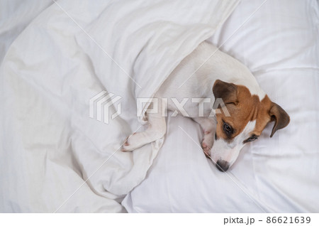 Jack Russell Terrier dog lies in bed under the covers. The pet sleeps in the bedroom. Jack Russell Terrier dog lies in bed under the covers. The pet sleeps in the bedroom. 86621639