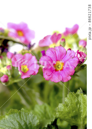 プリムラマラコイデスの花 プリムラマラコイデスの花 86621738