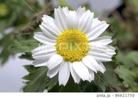 ノースボール、ミニマーガレットの花 ノースボール、ミニマーガレットの花 86621750