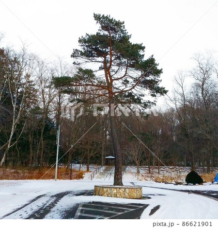 北海道本別町の公園の木 北海道本別町の公園の木 86621901