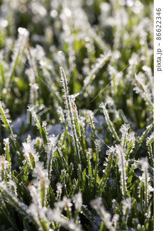 grass covered with ice and frost in the winter season 86622346