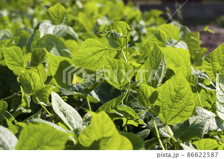 an agricultural field where beans are grown 86622587