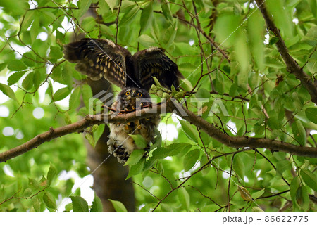 エンジェルポーズをした巣立ちしたばかりのアオバズクのヒナ 千葉県佐倉市の城址公園に居るフクロウ エンジェルポーズをした巣立ちしたばかりのアオバズクのヒナ 千葉県佐倉市の城址公園に居るフクロウ 86622775