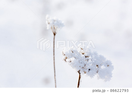 Beautiful dry flower from Apiaceae family covered with snow in winter day, close up, selected focus. 86622793