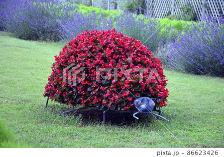 ベゴニア　昆虫のオブジェ　千葉県千葉市にある稲毛海浜公園で撮影 86623426