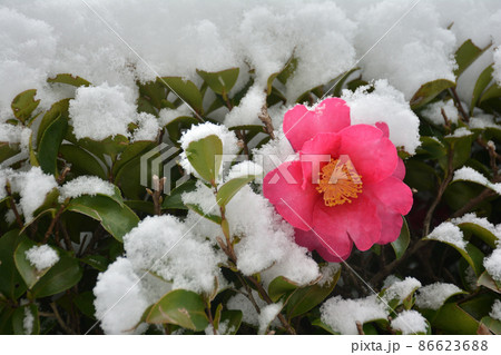 サザンカ 雪 サザンカ 雪 86623688