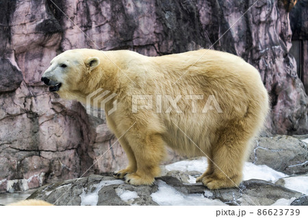 動物園の風景　ホッキョクグマ　仙台市太白区 86623739