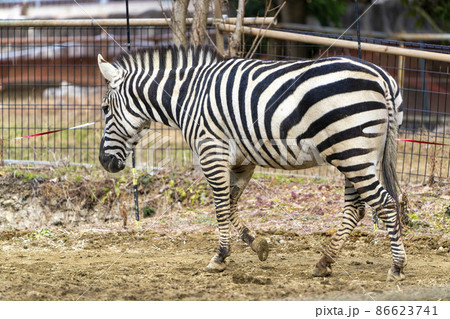 動物園の風景 シマウマ 宮城県仙台市 動物園の風景 シマウマ 宮城県仙台市 86623741