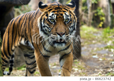 動物園の風景　スマトラトラ　仙台市太白区 86623742