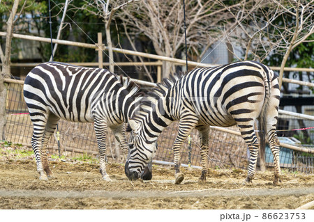 動物園の風景 シマウマ 宮城県仙台市 動物園の風景 シマウマ 宮城県仙台市 86623753