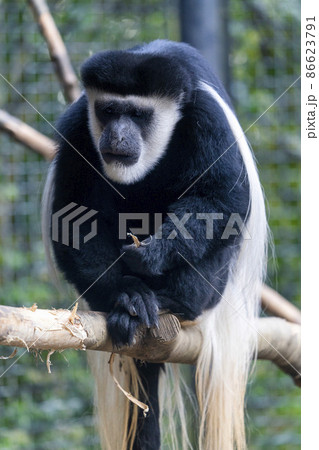 動物園の風景　アビシニアコロブス　宮城県仙台市 86623791