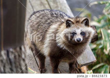 動物園の風景 タヌキ 宮城県仙台市 動物園の風景 タヌキ 宮城県仙台市 86623873
