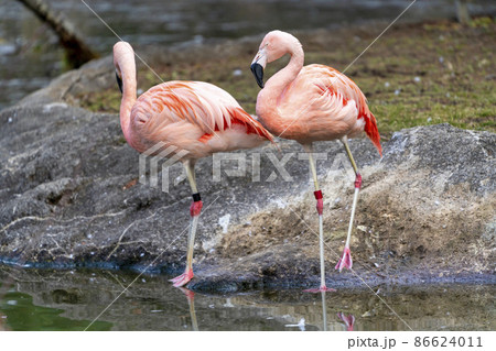 動物園の風景 フラミンゴ 宮城県仙台市 動物園の風景 フラミンゴ 宮城県仙台市 86624011