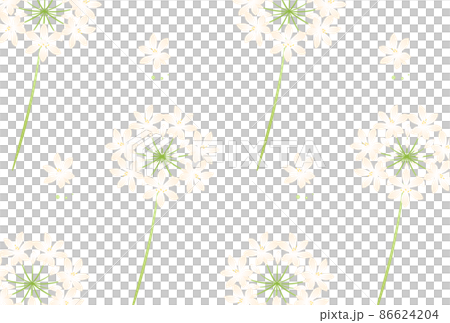 アガパンサス 86624204