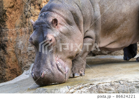 動物園の風景 カバ 宮城県仙台市 動物園の風景 カバ 宮城県仙台市 86624221