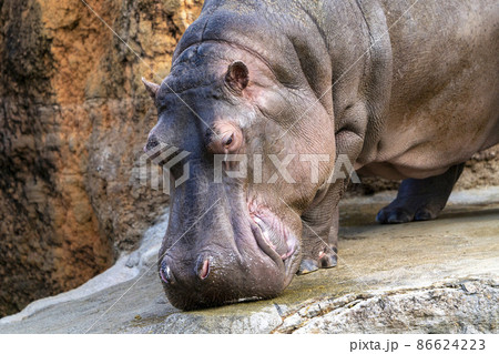 動物園の風景　カバ　宮城県仙台市 86624223