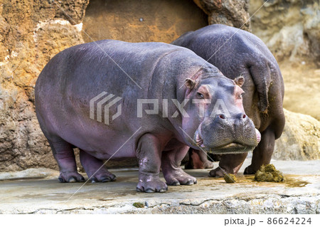 動物園の風景 カバ 宮城県仙台市 動物園の風景 カバ 宮城県仙台市 86624224