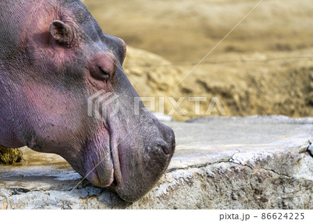 動物園の風景 カバ 宮城県仙台市 動物園の風景 カバ 宮城県仙台市 86624225